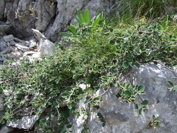 forse un alberello - Cotoneaster cfr. integerrimus